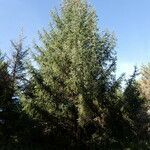 Picea sitchensis habit picture by Sylvain Piry (cc-by-sa)