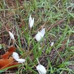 Crocus hyemalis flower picture by izik izikk (cc-by-sa)