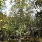 Betula pubescens habit picture by ALAIN BIEVELEZ (cc-by-sa)