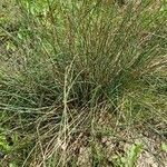 Juncus inflexus habit picture by Jordan Galli (cc-by-sa)