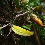 Bulbophyllum occultum fruit picture by Jean-Christophe Lombardo (cc-by-sa)