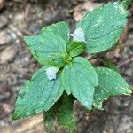 Galeopsis bifida leaf picture by marco de tomi (cc-by-sa)