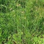 Allium scorodoprasum habit picture by Thomas Andreef (cc-by-sa)