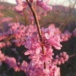 Cercis canadensis flower picture by cthulhu mittens (cc-by-sa)