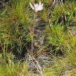 Hesperantha petitiana habit picture by susan brown (cc-by-sa)