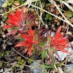 Castilleja rupicola flower picture by Ethan Greer (cc-by-sa)