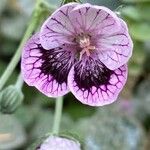 Erodium glandulosum flower picture by ioannis nicolis (cc-by-sa)