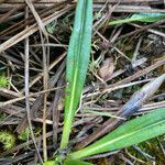 Oritrophium peruvianum leaf picture by Fabien Anthelme (cc-by-sa)