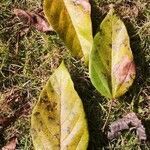 Ficus variegata leaf picture by Dieter Albrecht (cc-by-sa)