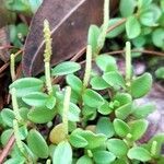 Peperomia cogniauxii flower picture by Trap Hers (cc-by-sa)