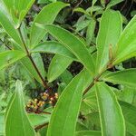 Miconia longifolia leaf picture by SINAC Pérez Greivin (cc-by-sa)