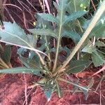 Gaillardia pinnatifida leaf picture by Kendra RaiderNature (cc-by-sa)