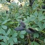 Baptisia australis fruit picture by angie g (cc-by-sa)