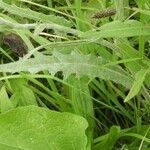 Cirsium canum leaf picture by Bennik kolin (cc-by-sa)