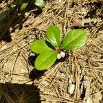 Gaultheria procumbens habit picture by Jennifer Soukup (cc-by-sa)