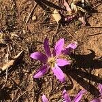 Colchicum filifolium flower picture by Rafael Alvarez (cc-by-sa)