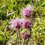 Campuloclinium macrocephalum flower picture by Trap Hers (cc-by-sa)