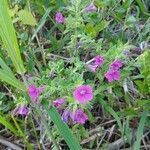 Calibrachoa parviflora (juss.) d'arcy flower picture by Gonçalves da Cunha Lucas (cc-by-sa)