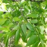 Celtis laevigata leaf picture by Mimi Quin (cc-by-sa)