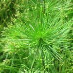 Cyperus papyrus habit picture by Daniel Barthelemy (cc-by-nc)