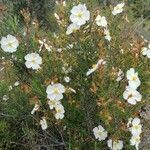 Cistus clusii leaf picture by Herrero Pere (cc-by-sa)