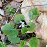 Viola striata leaf picture by Heather Kessler (cc-by-sa)