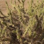 Austrocylindropuntia subulata habit picture by Maarten Vanhove (cc-by-sa)