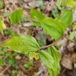 Prosartes smithii leaf picture by Ethan Greer (cc-by-sa)