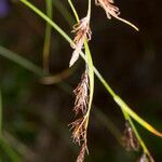 Carex frigida flower picture by Martin Bishop (cc-by-sa)