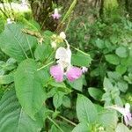 Impatiens balfourii flower picture by Pipo Strummer (cc-by-sa)