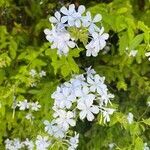 Plumbago auriculata flower picture by parek jarek (cc-by-sa)