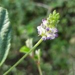 Cullen corylifolium flower picture by Arvind Kulkarni (cc-by-sa)