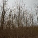 Populus alba habit picture by Kampf Robert (cc-by-sa)