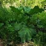 Arctium lappa habit picture by Ieg (cc-by-sa)