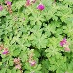 Geranium macrorrhizum flower picture by Severine Vidal (cc-by-sa)