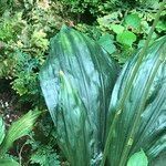 Calanthe triplicata leaf picture by Pierre Bonnet (cc-by-sa)