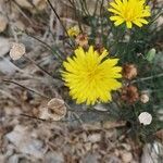 Reichardia picroides flower picture by Georges Olioso (cc-by-sa)