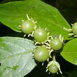 Lycianthes pauciflora fruit picture by Nelson Zamora Villalobos (cc-by-nc)