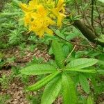 Rhododendron luteum habit picture by Boris Turk (cc-by-sa)