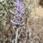 Lavandula dentata flower picture by Bouharaoua BOUDANI (cc-by-sa)