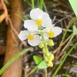 Sagittaria rigida flower picture by Connor Connor Vara (cc-by-sa)