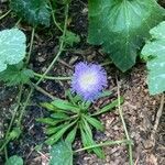 Stokesia laevis flower picture by bridget marquez (cc-by-sa)