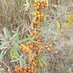 Hippophae rhamnoides habit picture by Leen Huysmans (cc-by-sa)