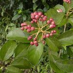 Dendropanax arboreus habit picture by Nelson Zamora Villalobos (cc-by-nc)