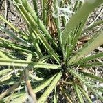 Hesperaloe parviflora leaf picture by Jaziah Watterson (cc-by-sa)