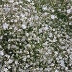 Gypsophila elegans flower picture by hejol bro (cc-by-sa)