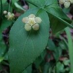 Euonymus americanus flower picture by Cyd Hamilton (cc-by-sa)