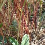 Cynosurus echinatus habit picture by Yoan MARTIN (cc-by-sa)