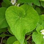 Viola canadensis leaf picture by Charlene Wagenaar (cc-by-sa)