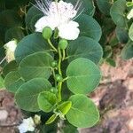 Capparis spinosa habit picture by Bonne Eigenhuis (cc-by-sa)